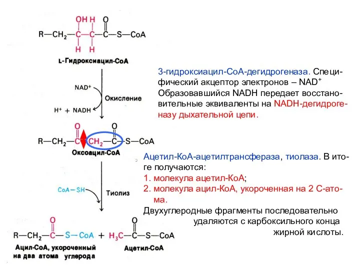 3-гидроксиацил-СоА-дегидрогеназа. Специ- фический акцептор электронов – NAD+ Образовавшийся NADH передает восстано-