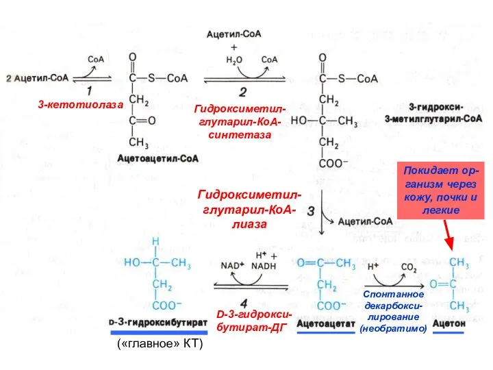 3-кетотиолаза Гидроксиметил- глутарил-КоА- синтетаза Гидроксиметил- глутарил-КоА- лиаза D-3-гидрокси- бутират-ДГ Спонтанное декарбокси-
