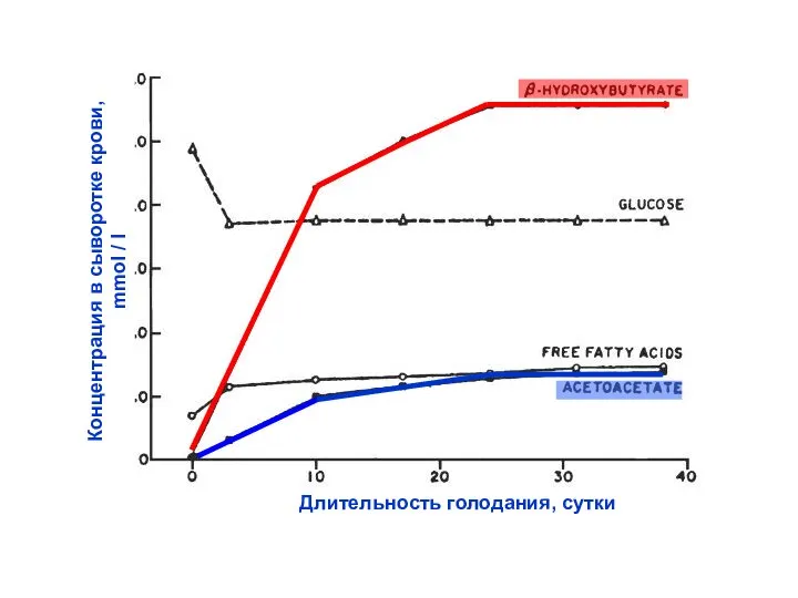 Длительность голодания, сутки Концентрация в сыворотке крови, mmol / l