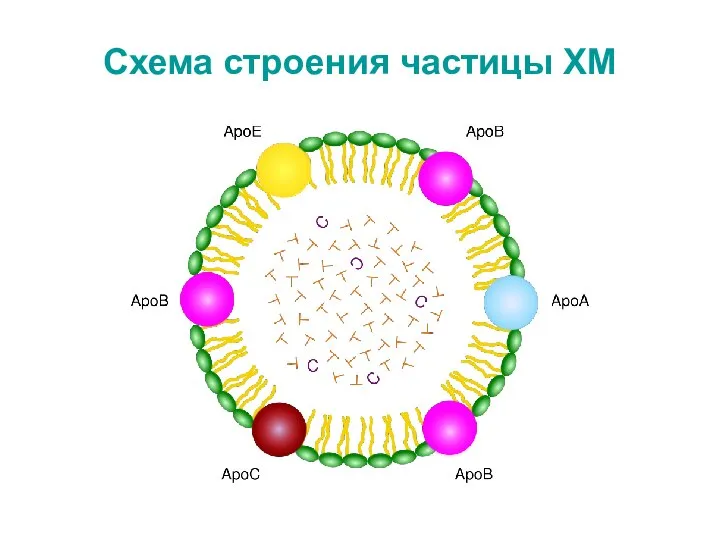 Схема строения частицы ХМ