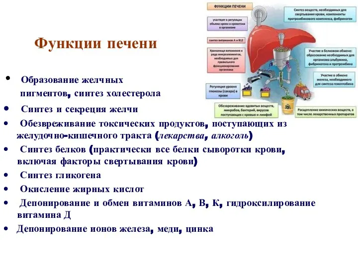 Функции печени Образование желчных пигментов, синтез холестерола Синтез и секреция желчи