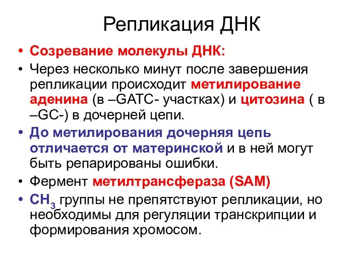 Репликация ДНК Созревание молекулы ДНК: Через несколько минут после завершения репликации