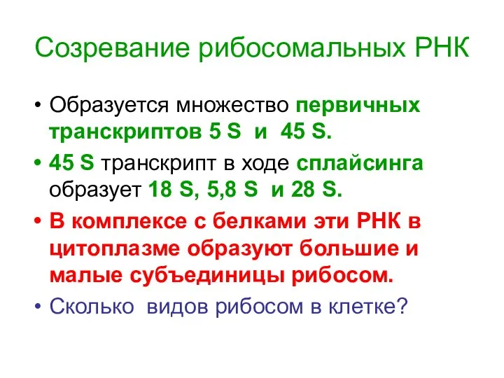 Созревание рибосомальных РНК Образуется множество первичных транскриптов 5 S и 45