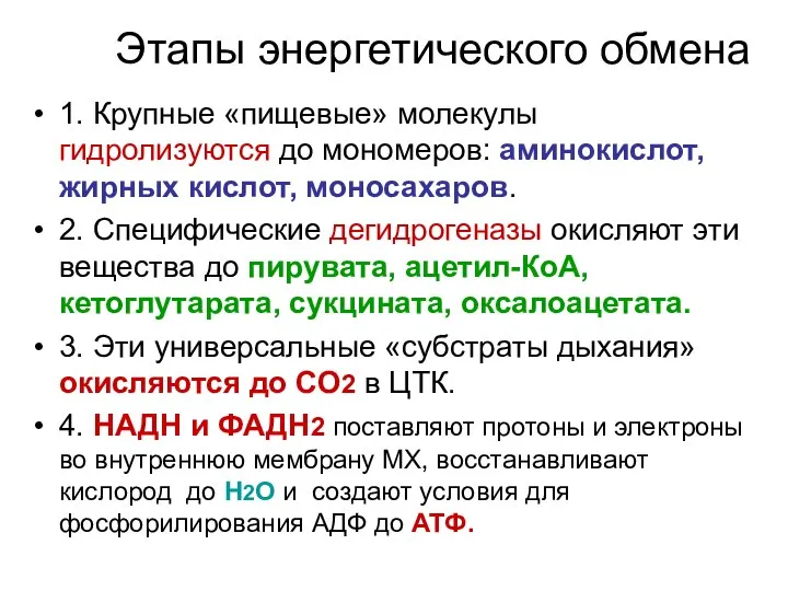 Этапы энергетического обмена 1. Крупные «пищевые» молекулы гидролизуются до мономеров: аминокислот,