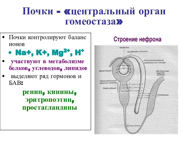 Почки - «центральный орган гомеостаза» Почки контролируют баланс ионов Na+, K+,