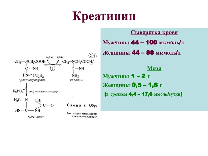 Креатинин Сыворотка крови Мужчины 44 – 100 мкмоль/л Женщины 44 –