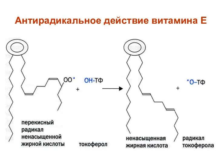 Антирадикальное действие витамина Е