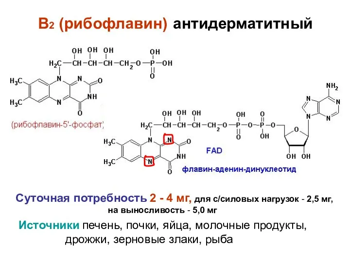 B2 (рибофлавин) антидерматитный Суточная потребность 2 - 4 мг, для с/силовых