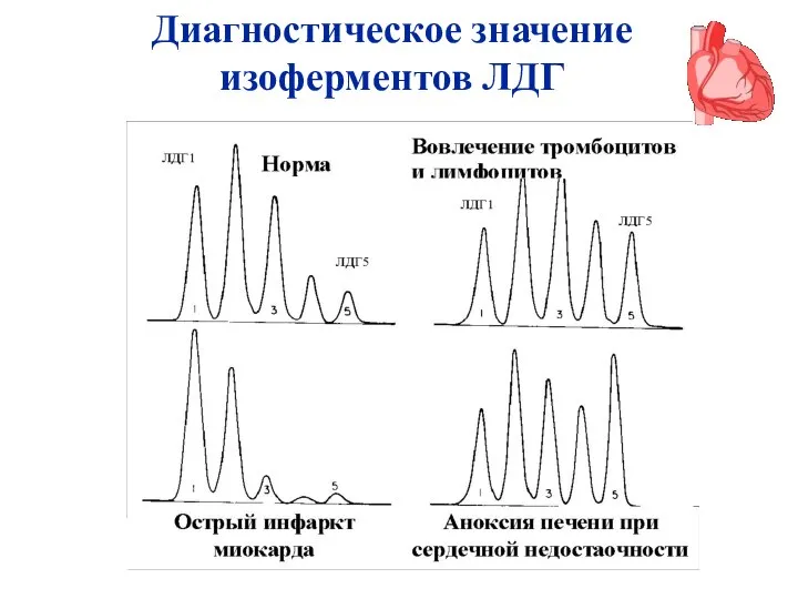 Диагностическое значение изоферментов ЛДГ