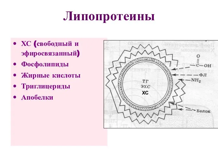 Липопротеины ХС (свободный и эфиросвязанный) Фосфолипиды Жирные кислоты Триглицериды Апобелки ХС