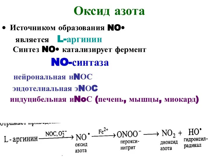 Оксид азота Источником образования NO• является L-аргинин Синтез NO• катализирует фермент