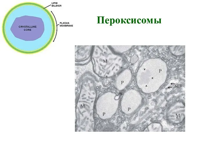 Пероксисомы