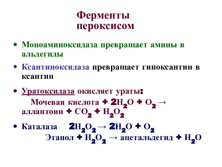 Ферменты пероксисом Моноаминоксидаза превращает амины в альдегиды Ксантиноксидаза превращает гипоксантин в