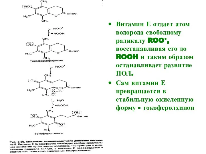 Витамин Е отдает атом водорода свободному радикалу ROO●, восстанавливая его до