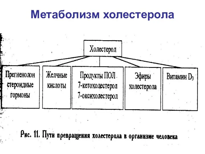 Метаболизм холестерола