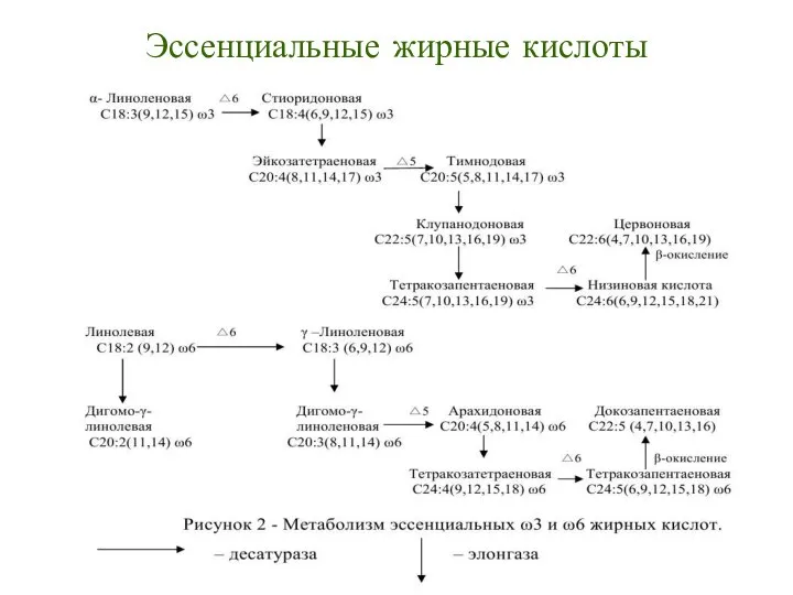 Эссенциальные жирные кислоты