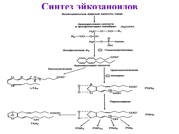 Синтез эйкозаноидов