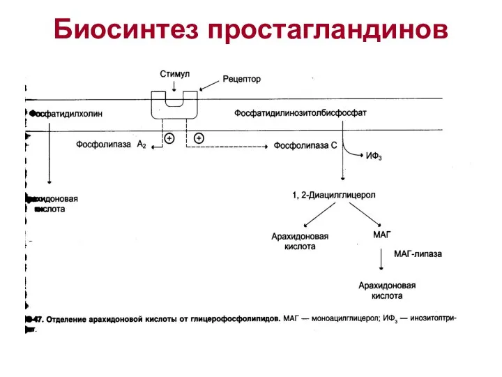 Биосинтез простагландинов