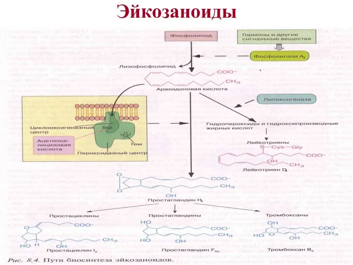 Эйкозаноиды