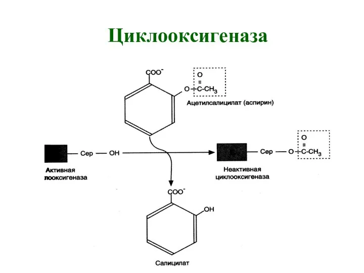 Циклооксигеназа