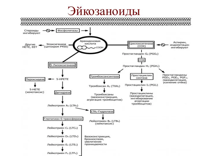 Эйкозаноиды