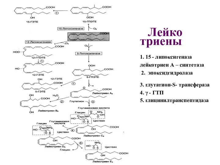 Лейко триены 1. 15 - липоксигеназа лейкотриен А – синтетаза 2.