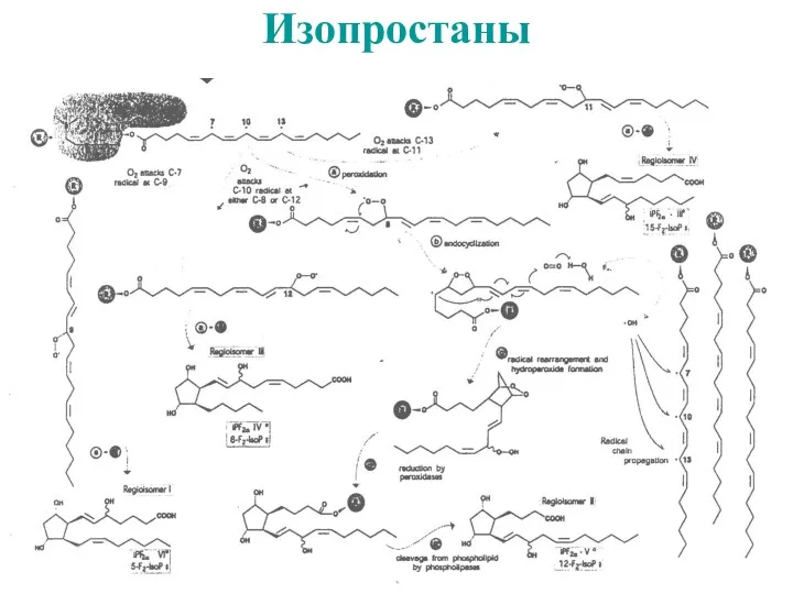 Изопростаны