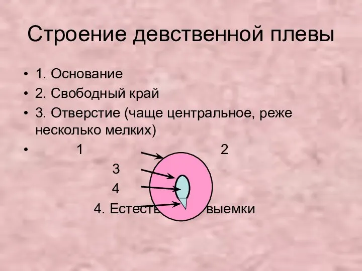 Строение девственной плевы 1. Основание 2. Свободный край 3. Отверстие (чаще