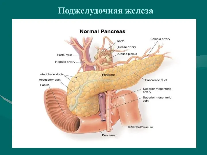 Поджелудочная железа