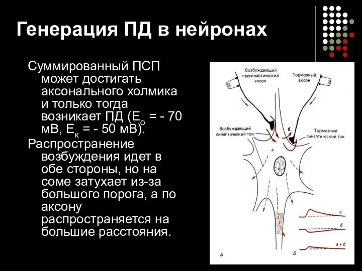 Суммированный ПСП может достигать аксонального холмика и только тогда возникает ПД