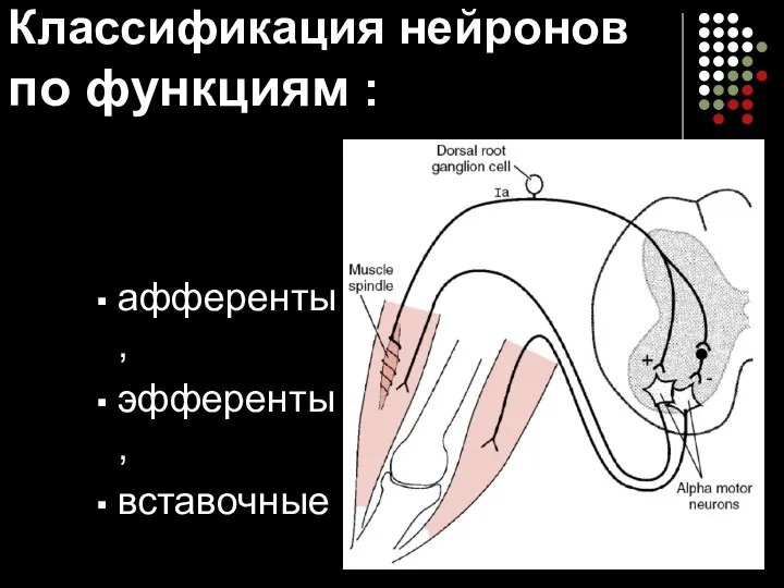 Классификация нейронов по функциям : афференты, эфференты, вставочные