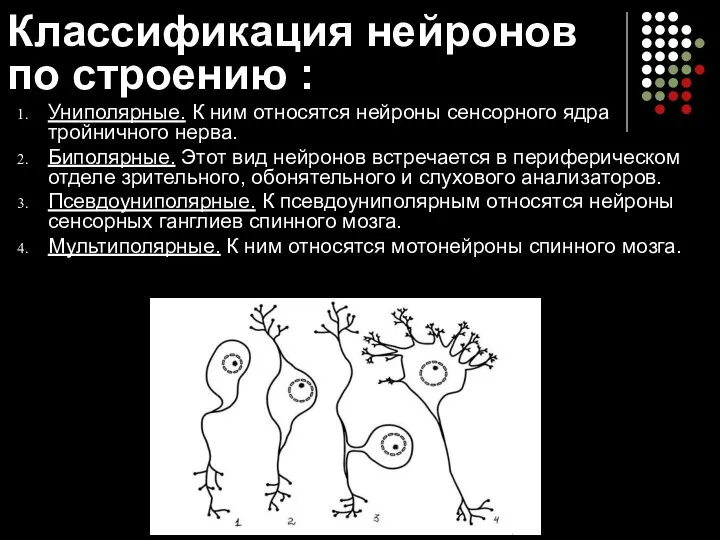 Классификация нейронов по строению : Униполярные. К ним относятся нейроны сенсорного