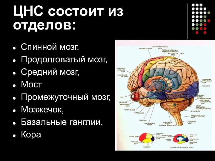 ЦНС состоит из отделов: Спинной мозг, Продолговатый мозг, Средний мозг, Мост