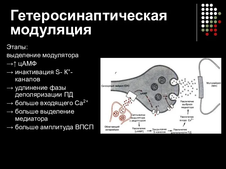 Гетеросинаптическая модуляция Этапы: выделение модулятора →↑ цАМФ → инактивация S- К+-каналов