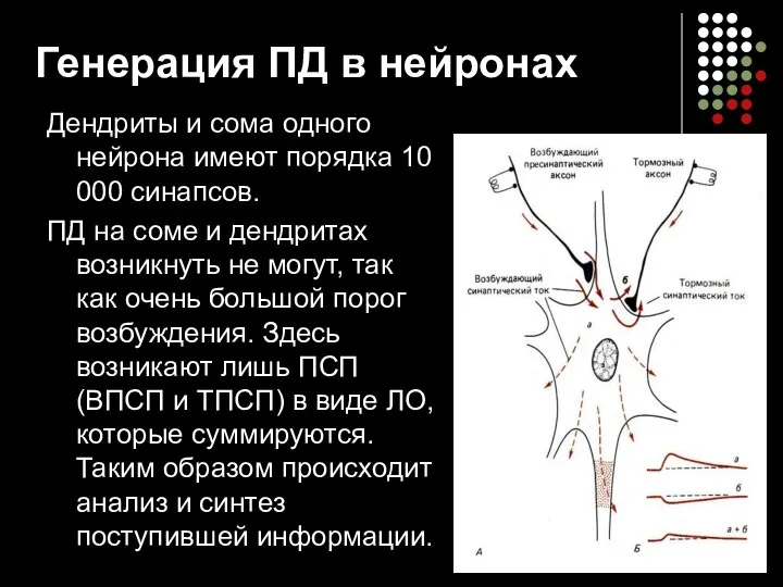 Генерация ПД в нейронах Дендриты и сома одного нейрона имеют порядка