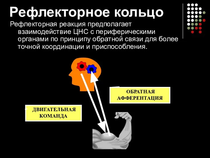 Рефлекторное кольцо Рефлекторная реакция предполагает взаимодействие ЦНС с периферическими органами по