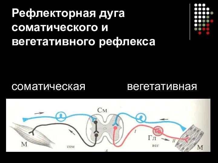 Рефлекторная дуга соматического и вегетативного рефлекса соматическая вегетативная