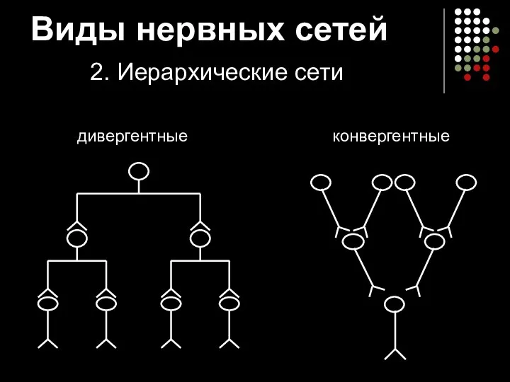 Виды нервных сетей 2. Иерархические сети дивергентные конвергентные