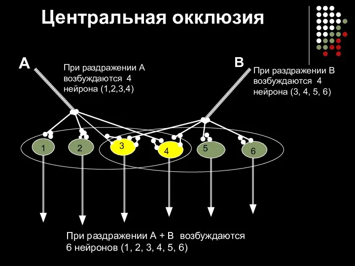 Центральная окклюзия 1 2 3 4 5 6 А В При