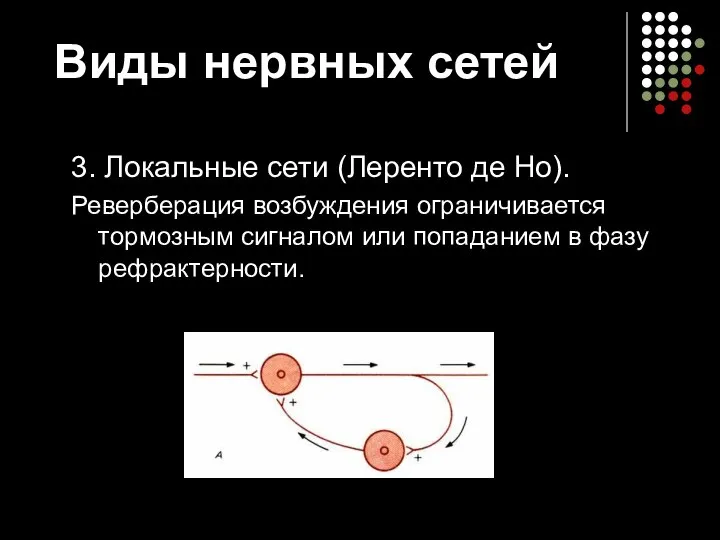 Виды нервных сетей 3. Локальные сети (Леренто де Но). Реверберация возбуждения