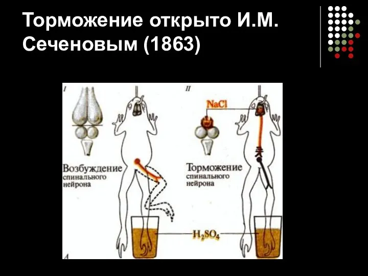 Торможение открыто И.М. Сеченовым (1863)