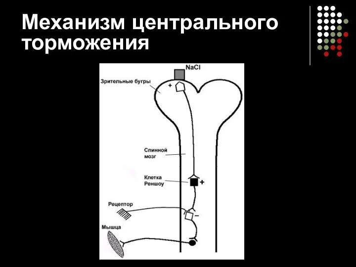 Механизм центрального торможения