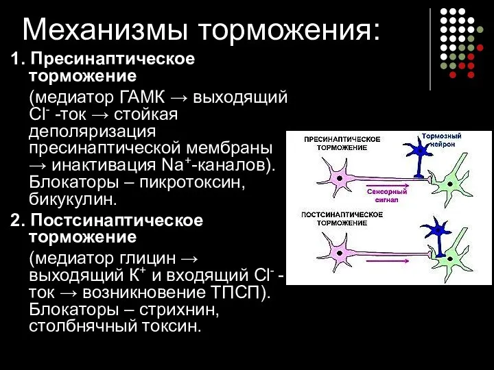 Механизмы торможения: 1. Пресинаптическое торможение (медиатор ГАМК → выходящий Cl- -ток