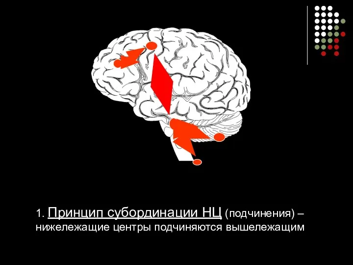 1. Принцип субординации НЦ (подчинения) – нижележащие центры подчиняются вышележащим