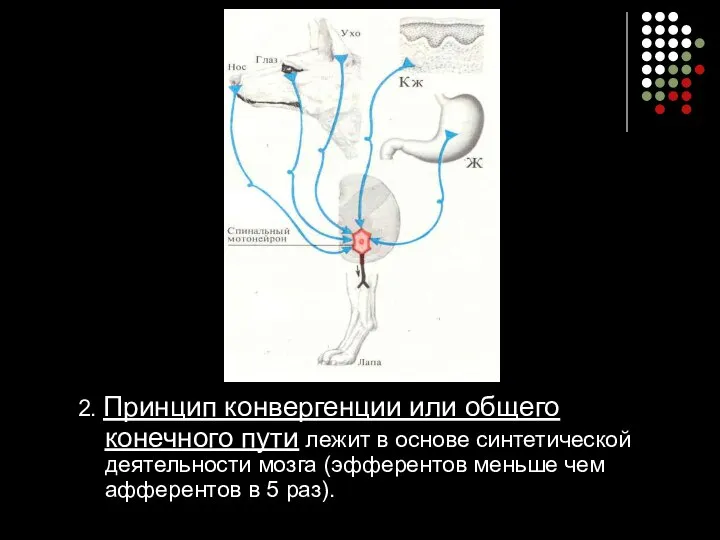 2. Принцип конвергенции или общего конечного пути лежит в основе синтетической