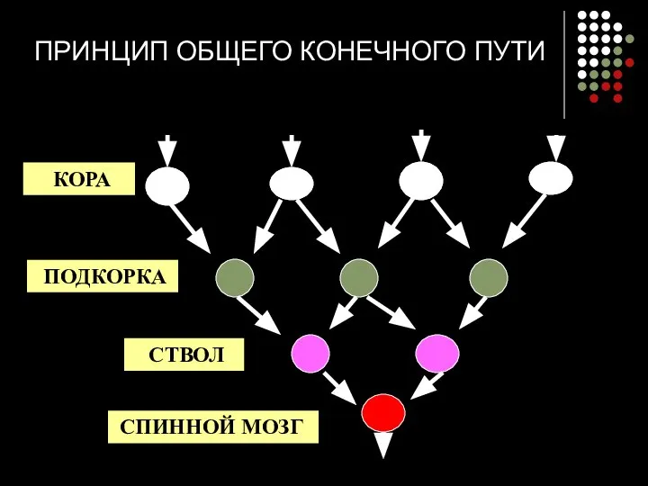 ПРИНЦИП ОБЩЕГО КОНЕЧНОГО ПУТИ КОРА ПОДКОРКА СТВОЛ СПИННОЙ МОЗГ