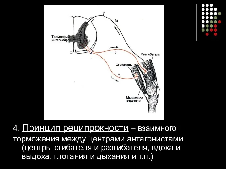 4. Принцип реципрокности – взаимного торможения между центрами антагонистами (центры сгибателя