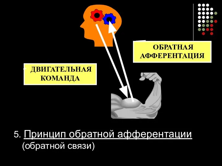 5. Принцип обратной афферентации (обратной связи) ДВИГАТЕЛЬНАЯ КОМАНДА ОБРАТНАЯ АФФЕРЕНТАЦИЯ