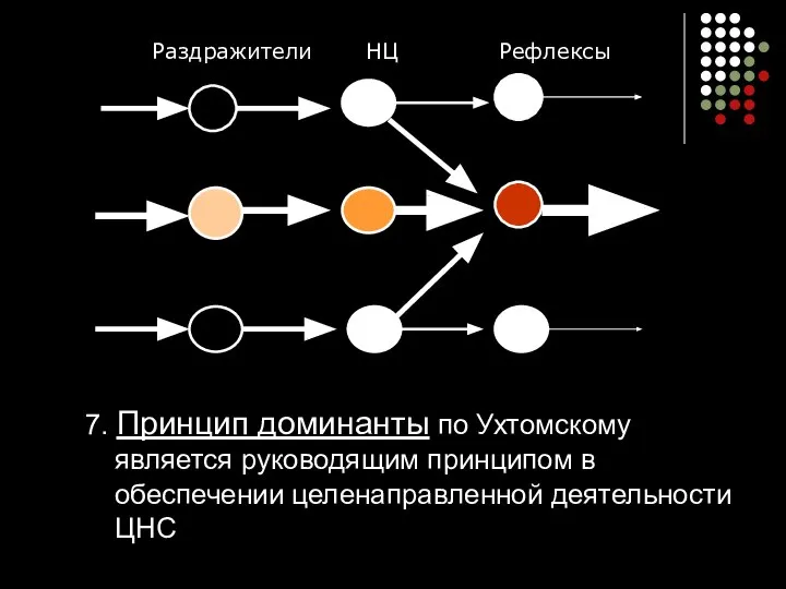 7. Принцип доминанты по Ухтомскому является руководящим принципом в обеспечении целенаправленной деятельности ЦНС