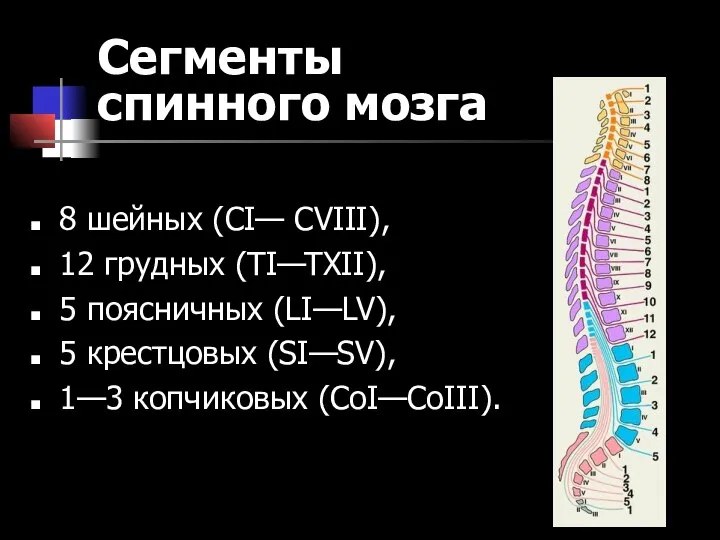 Сегменты спинного мозга 8 шейных (СI— CVIII), 12 грудных (ТI—TXII), 5